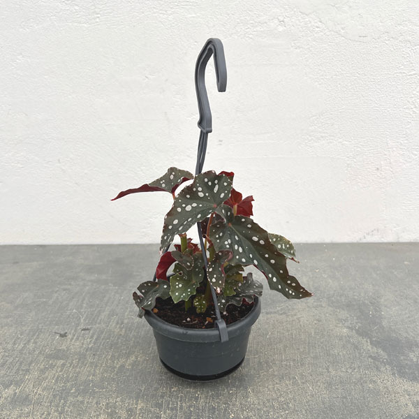 ベゴニア：ブラックフォレスト3.5号吊り鉢