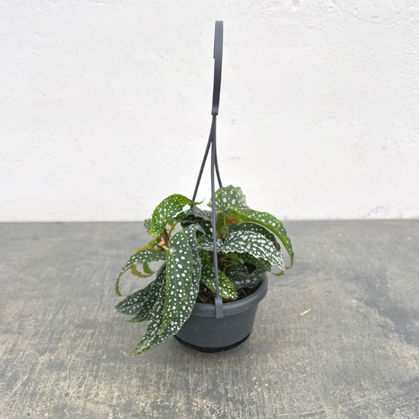 ベゴニア：ダブルドット3.5号吊り鉢