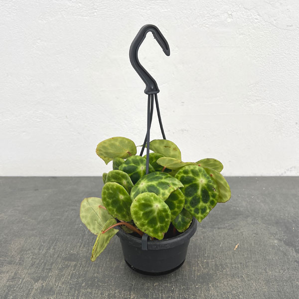 ベゴニア：キンギアナ3.5号吊り鉢