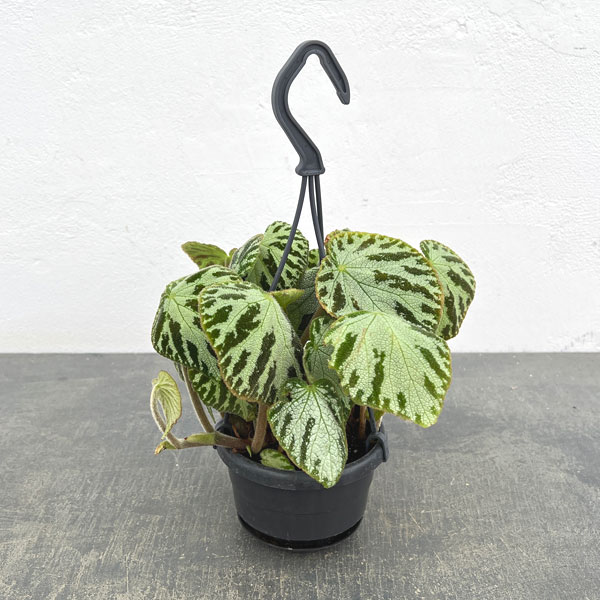 ベゴニア：レックス シルバージュエル3.5号吊り鉢