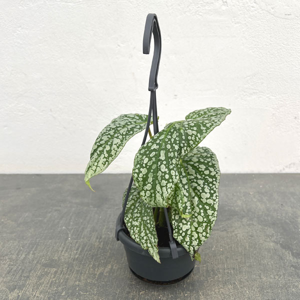 ベゴニア：リーファ3.5号吊り鉢