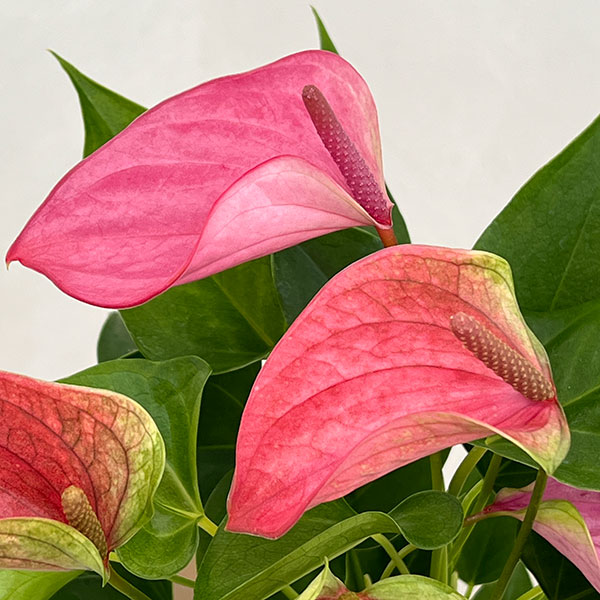 アンスリウム：桃の雫々（もものだだ）　3.5号鉢入り