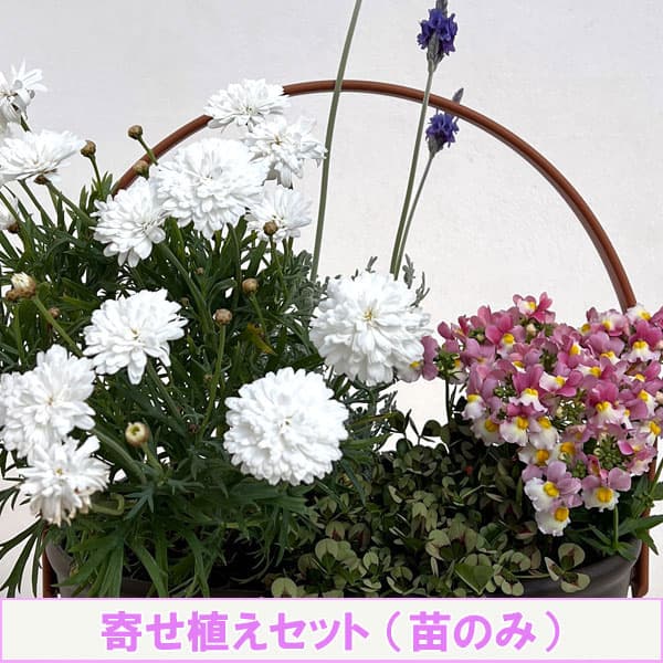 ミニ寄せ植え花苗セット（3月）：マーガレット白花・ネメシア・クローバー・レースラベンダー