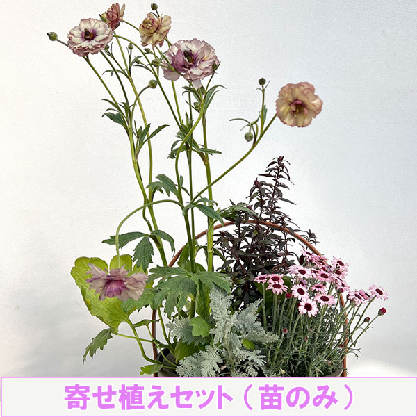 ミニ寄せ植え花苗セット（3月）：ラナンキュラス ラックス・ローダンセマム・金魚草・シロタエギク