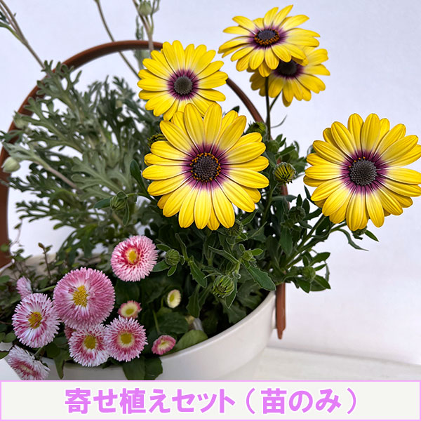 ミニ寄せ植え花苗セット（3月）：オステオスペルマム・デージー・フランネルフラワー・ワイヤープランツ
