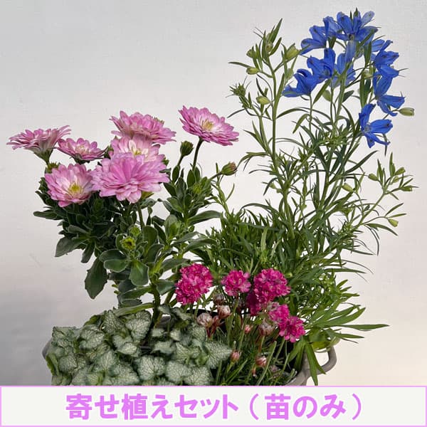 （わけあり特価）ミニ寄せ植え花苗セット（3月）：オステオスペルマム・デルフィニウム・アルメリア・ラミウム