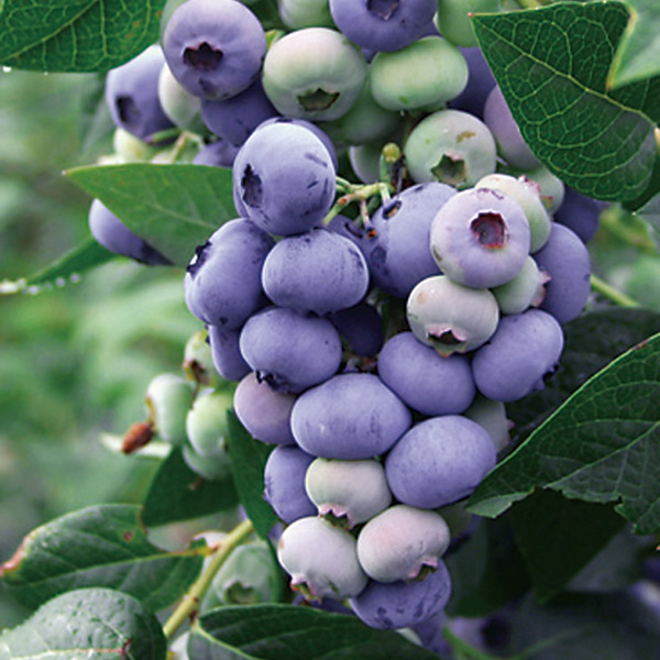 ブルーベリー（ハイブッシュ系）：コリンズ3.5号ポット