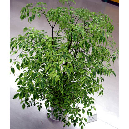 [26年5月中下旬予約]ステレオスペルマム：カプリマ 6号鉢植え