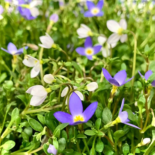 ヒナソウ(雛草）：濃青色＆淡青色＆白 3色寄せ植え 3.5号ポット