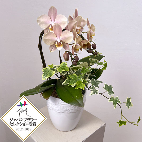 ミディコチョウラン：マザーチーク2本立ち5号陶器鉢植え