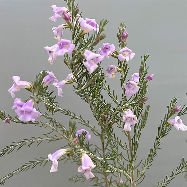 エレモフィラ：マキュラータ 4号ポット