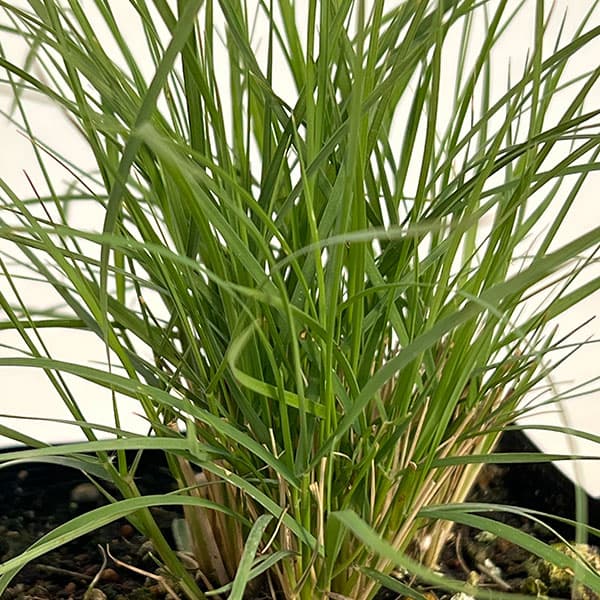 メダカソウ（ボウテロウア・グラシリス／メダカスゲ）3.5号ポット