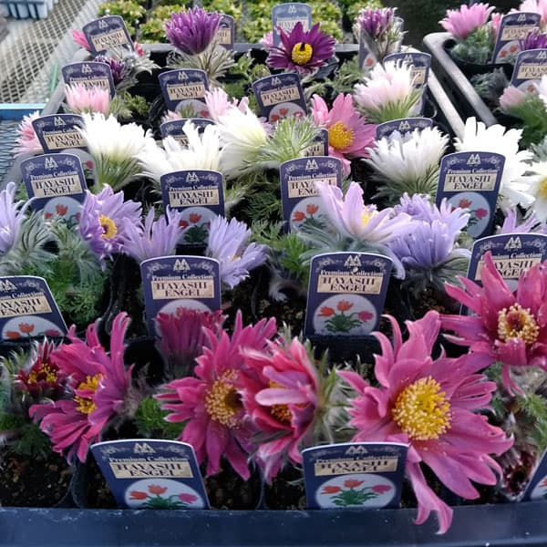 西洋オキナグサ：林園芸オリジナル花色見計らい3.5号ポット