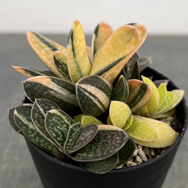 ガステリア：子宝錦（コダカラニシキ）　3号ポット