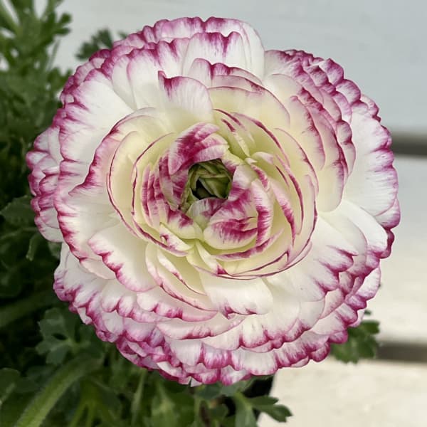 ラナンキュラス：スプリンクルス　バイオレットバイカラー4.5号ポット