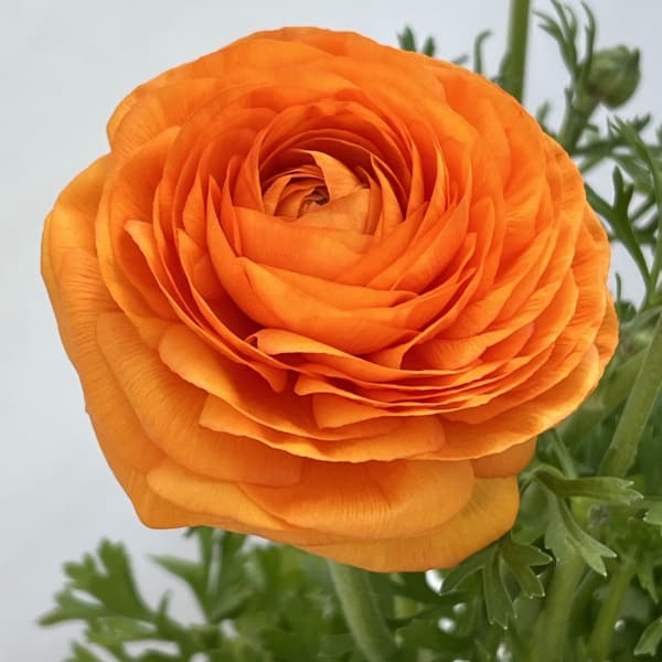 ラナンキュラス：スプリンクルス　オレンジシェード4.5号ポット