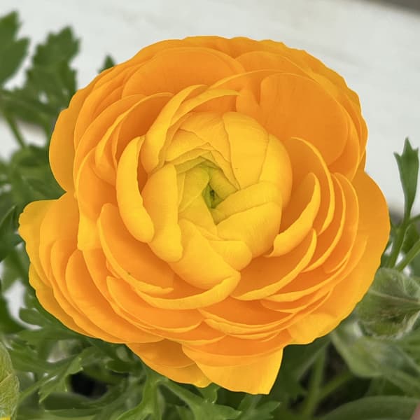 ラナンキュラス：スプリンクルス　イエロー4.5号ポット