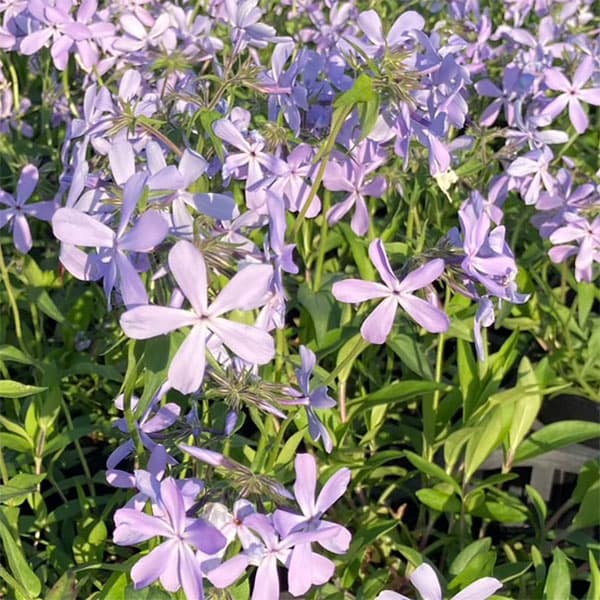 フロックス：ディバリカータ　ブルー3.5号ポット 6株セット