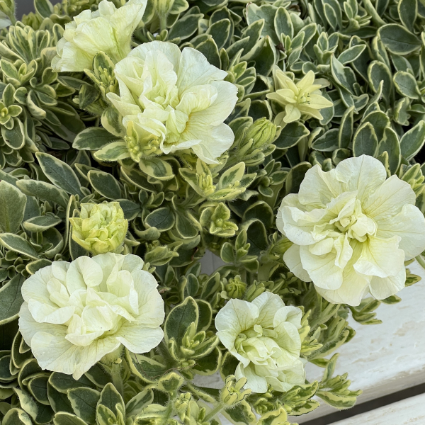 ペチュニア：ホワイトメモリーズ4.5号ポット