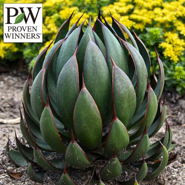 マンガベ：プレイングハンズ3号ロングポット