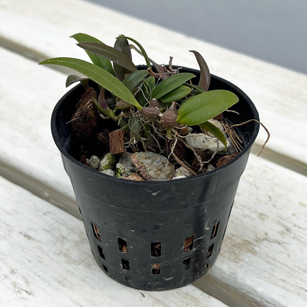 超小型の着生ラン 品種混合 2-2.5号ポット