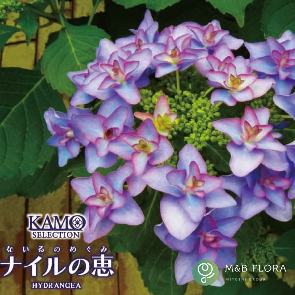 アジサイ：ナイルの恵み3.5号ポット