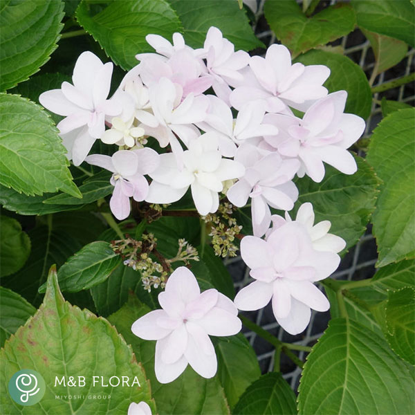 アジサイ：クララ3.5号ポット