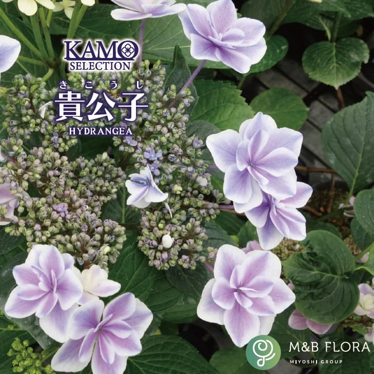 アジサイ：貴公子（キコウシ）3.5号ポット