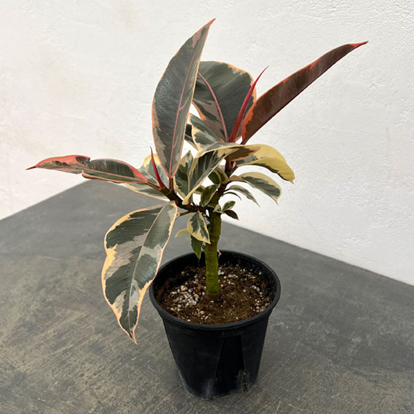 フィカス：ティネケ　3.5号鉢植え