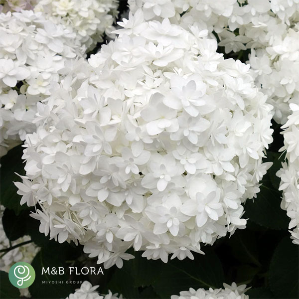 アジサイ：雪だるま5号鉢植え