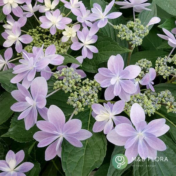 アジサイ：ありの侭（ありのまま）5号鉢植え