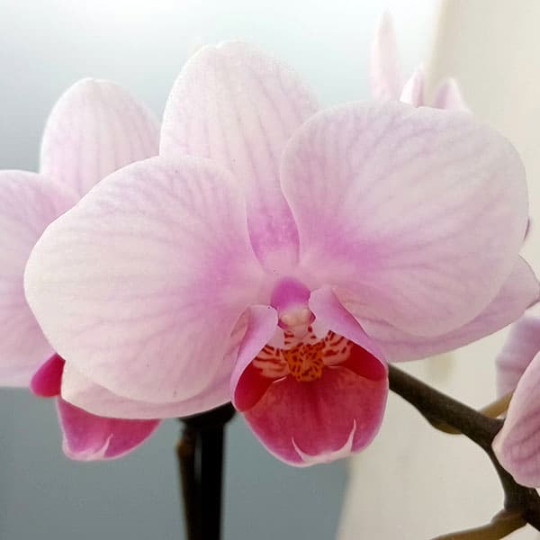 [ギフトに]ミディコチョウラン：ビューティーシーナ　ランラン3本立ち5.5号陶器鉢植え