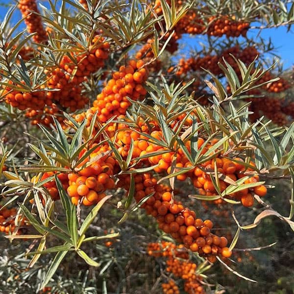 シーベリー（沙棘・サジー）：メス木3号ポット＊