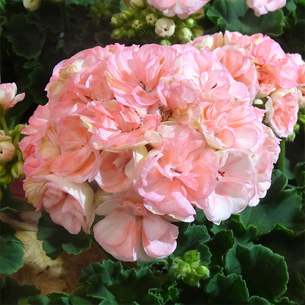 [26年4月上旬予約]ゼラニウム：ロザリア4号鉢植え*