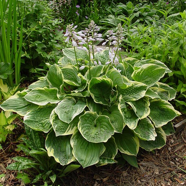 [26年4月下旬予約]ギボウシ（ホスタ）：クリスマスツリー4号ポット