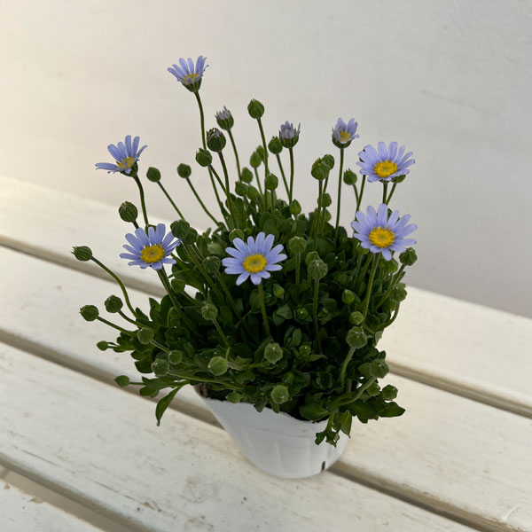 ブルーデージー（フェリシア）：べリシア（スカイ）3.5号ポット