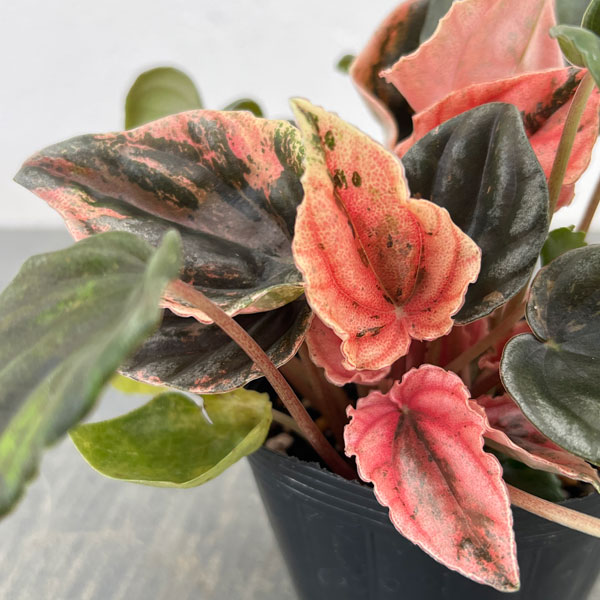 ぺぺロミア ：ニューピンクレディ　セレクト　2.5号ポット