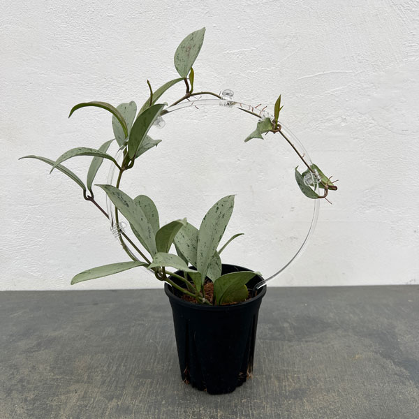 ホヤ：プビカリクス シルバーゴースト　ina工藝さんオリジナル支柱仕立て　4号スリット鉢