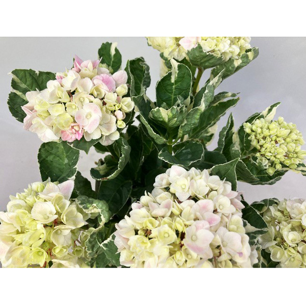 アジサイ：アンコンキャラクター5号鉢植え