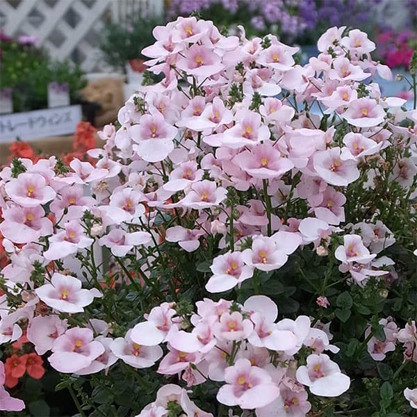 ディアスシア：ダーラ　アップルブロッサム3.5号ポット 12株セット