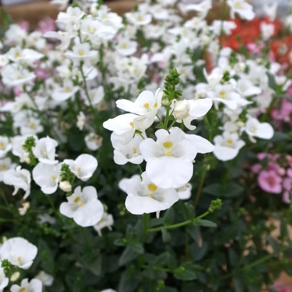 ディアスシア：ダーラ　ホワイト3.5号ポット 6株セット