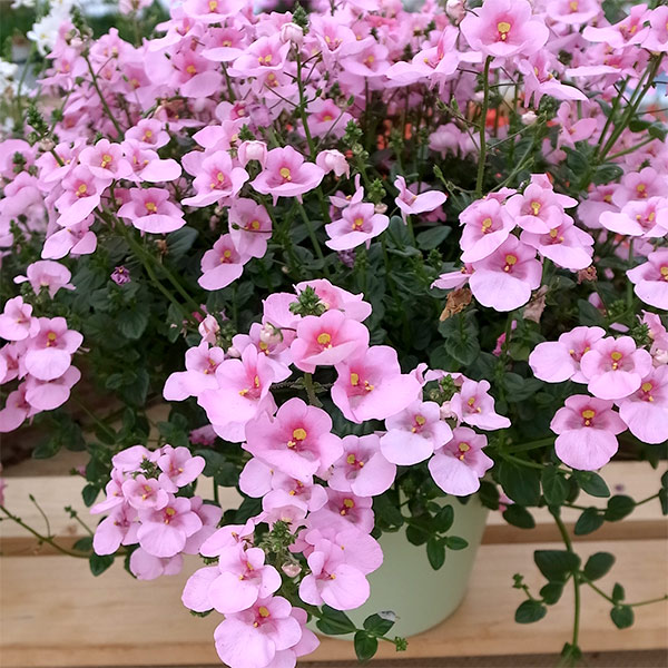 ディアスシア：ダーラ　ライトピンク3.5号ポット 12株セット