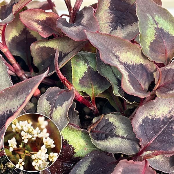 ペルシカリア・レッドドラゴン3.5号ポット