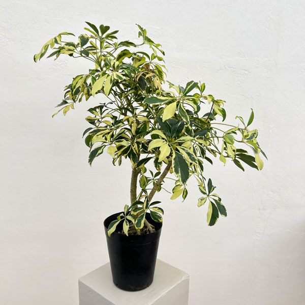 シェフレラ：ハッピーイエロー　 6号鉢植え26-01