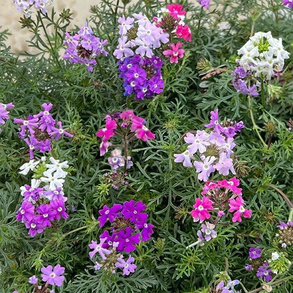 バーベナ（宿根）：ロングラン3.5号ポット