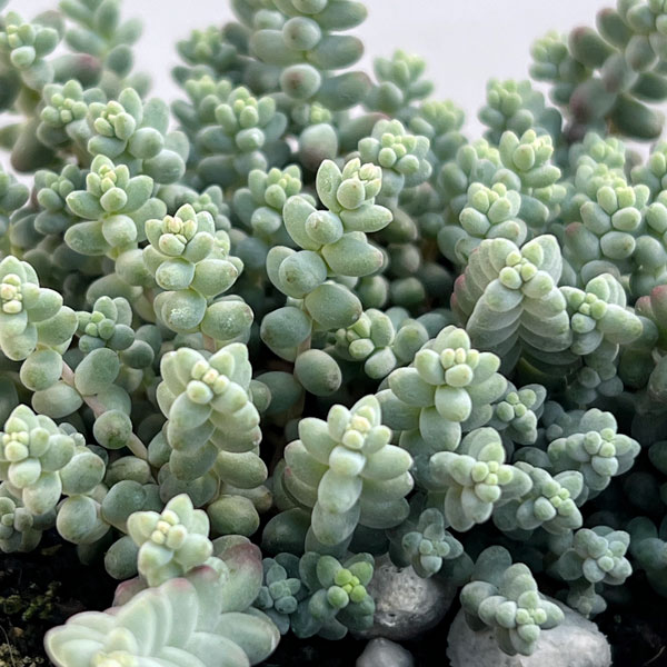 セダム：ブレビフォリウム 天使のそよ風 2.5号ポット