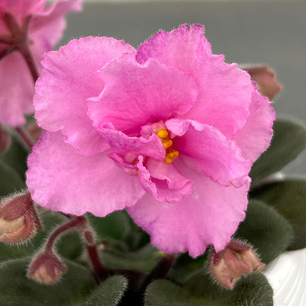 ミニセントポーリア：ロブス　スマーティパンツ 2.5号鉢植え