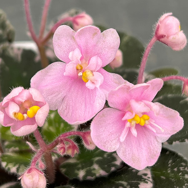 ミニセントポーリア：プレシャスピンク 2.5号鉢植え