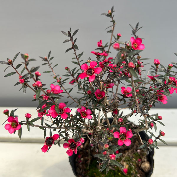 ギョリュウバイ：濃桃花一重3.5号ポット