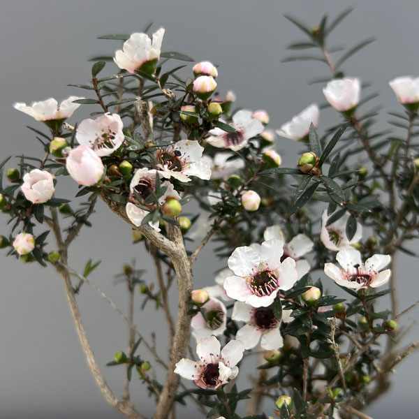 ギョリュウバイ：白一重3.5号ポット